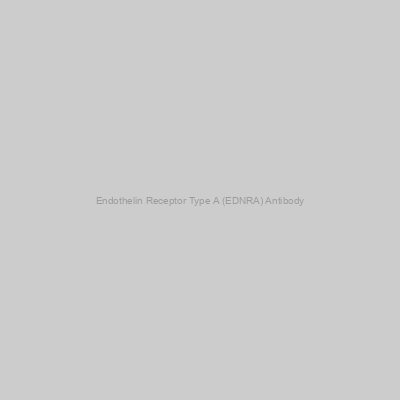 Abbexa - Endothelin Receptor Type A (EDNRA) Antibody
